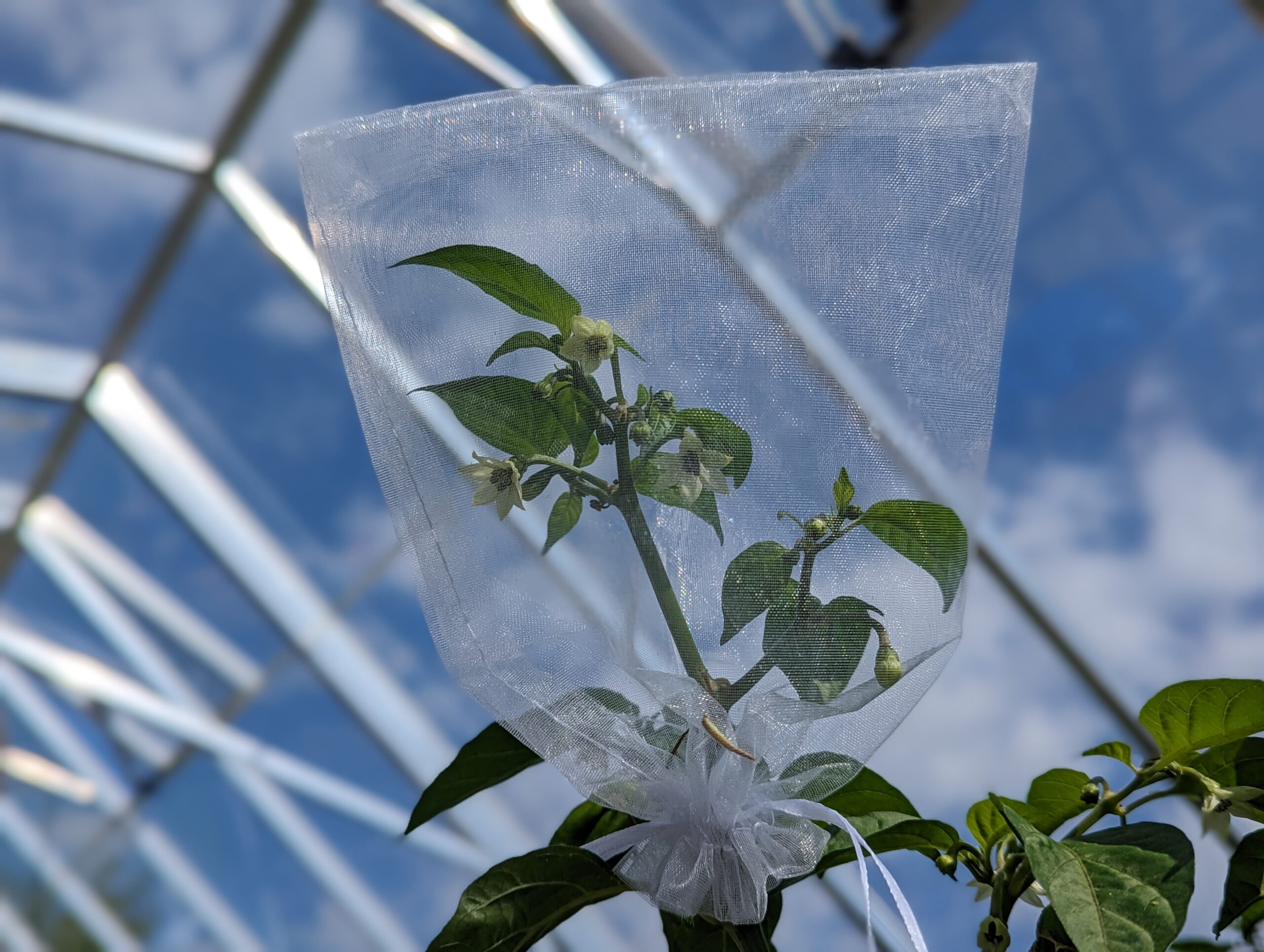 Isolated chili pepper flowers