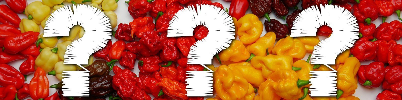 chilli questions