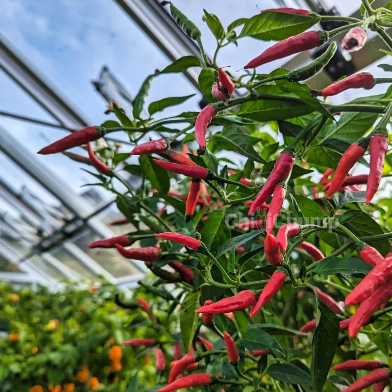 Nyami Piri Piri Hot Sauce 4 Nyami Piri Piri Hot Sauce - Image 4