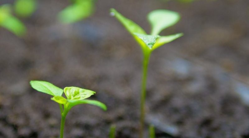 2021 Seedlings are well underway! 2 139862373 734104977310232 2934625351009374330 o e1611093723759