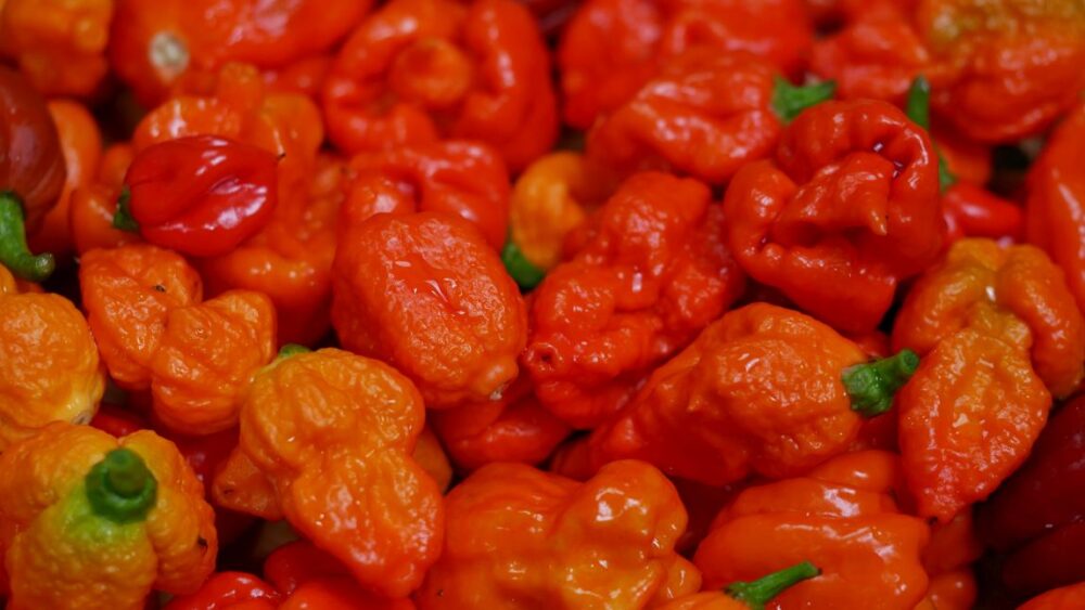 Weapons Grade Hot Sauce - Image 2