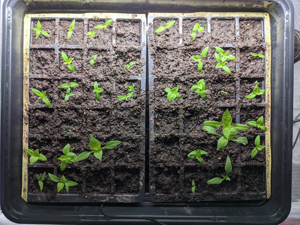 seedlings 18jan21