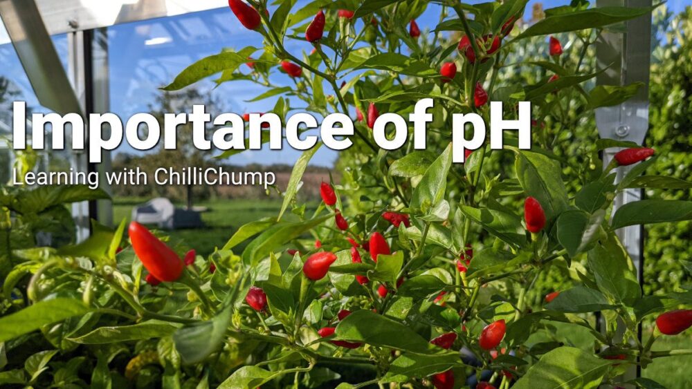 The Best Soil PH For Growing Chili Peppers