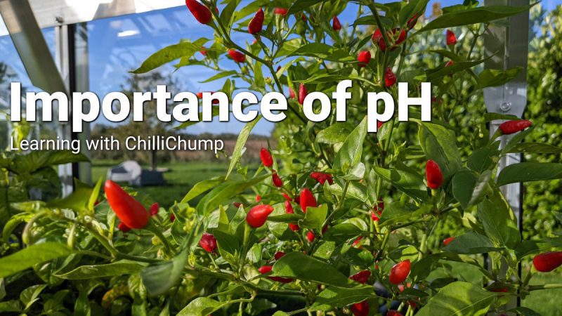 The Best Soil pH for Growing Chili Peppers 2 ph importance