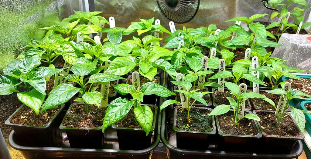 Seedlings in a tray