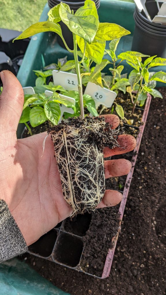 when to transplant pepper seedlings