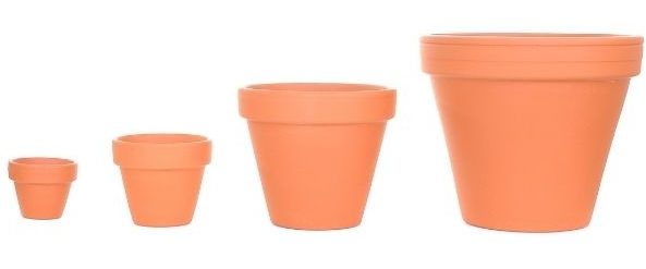 transplant pepper seedlings - pot sizes