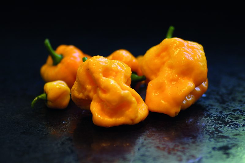 INSANELY Hot Fermented 7Pot Brainstrain Chili Sauce 2 7Pot Brianstrain Yellow