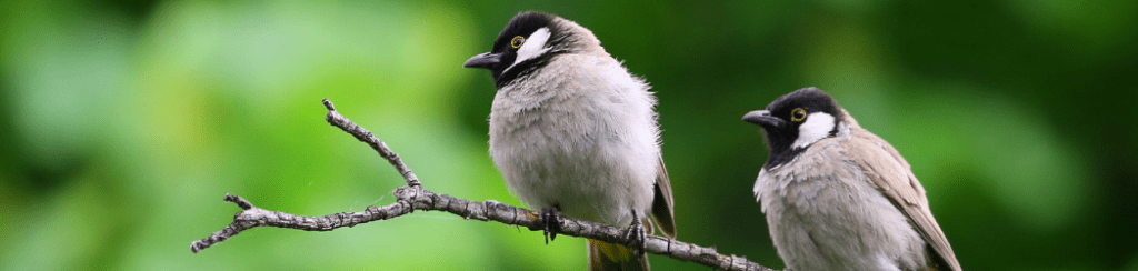 Birds on a branch