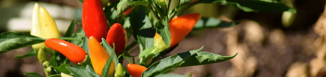 sowing chilli pepper seeds - pretty chilli plant with colourful fruit