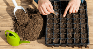 Sowing Chilli Seeds