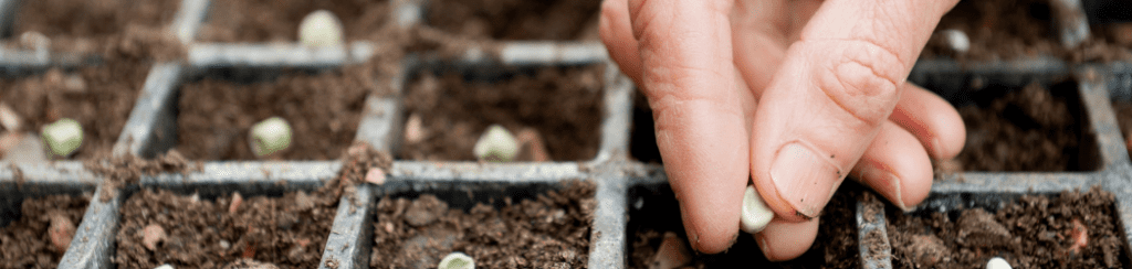 Sowing seeds in a seed tray