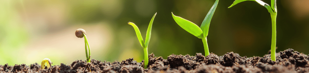 Stages of growth seedling