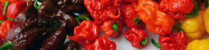 Hottest Chilli Peppers in the World - Courting Controversy! 2 Super Hot Chilli Sauce