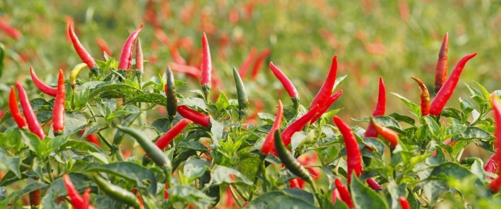 facts about chilies