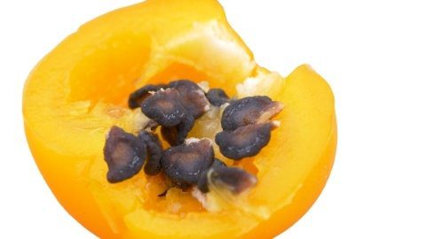 rocoto seeds 1