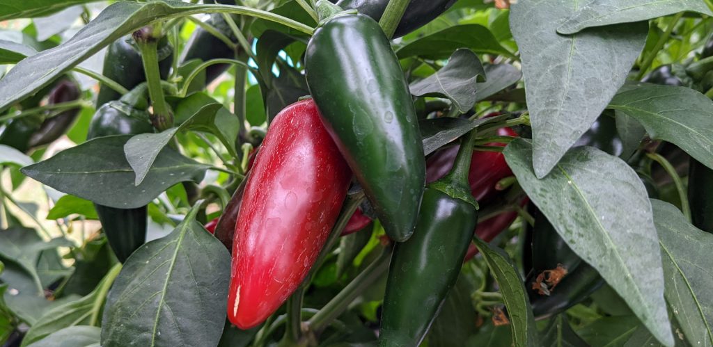 facts about chilies - jalapeno