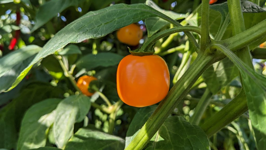 classic chilli  varieties - rocoto manzano