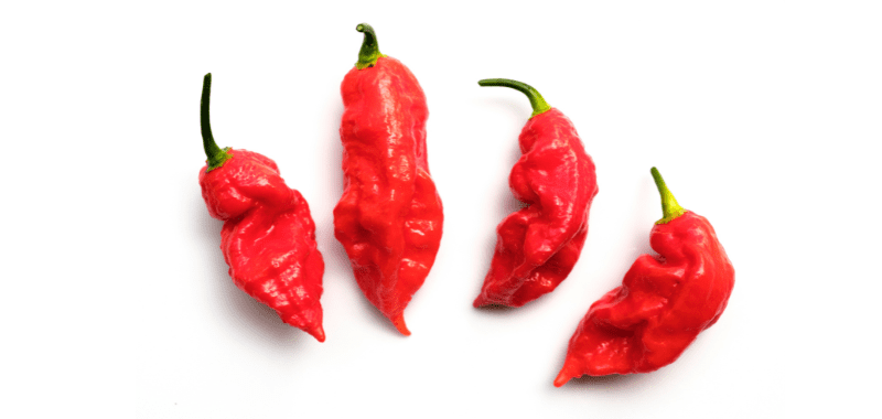 classic chilli  varieties - bhut jolokia or ghost pepper