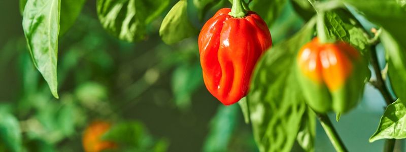 classic chilli  varieties - habanero