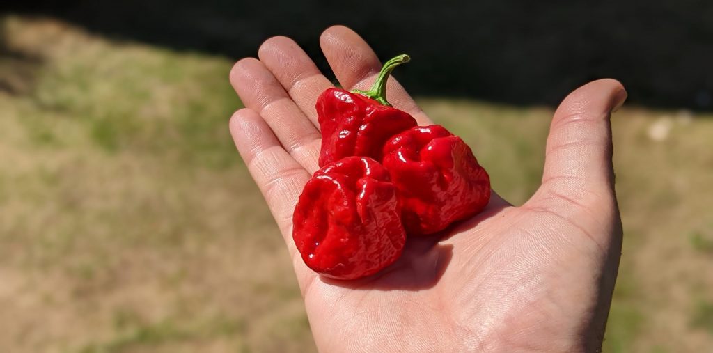 classic chilli  varieties - scotch bonnet