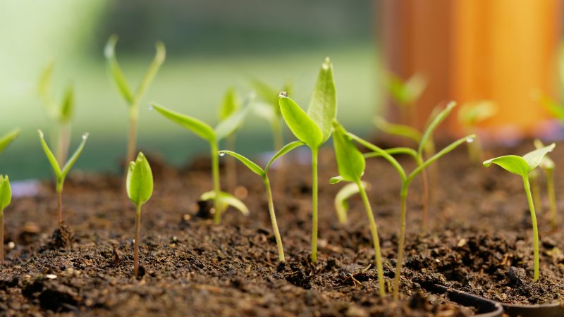 Germinate Seeds Like a Pro: 3 Amazing Top Tips 2 seedling dew 4