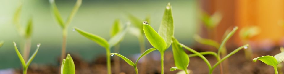 Prepare Your Garden for Spring - Top 10 Essential Tips 5 Prepare your garden for spring - sow seedlings indoors