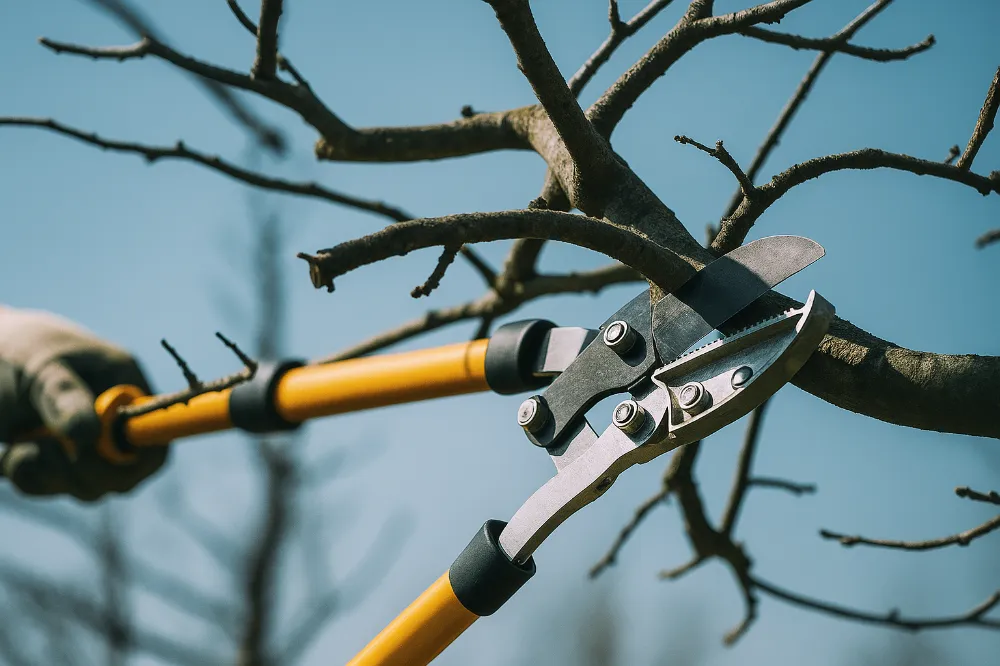Prepare Your Garden for Spring - Top 10 Essential Tips 3 Prepare your garden for spring - sharpen tools - Proc