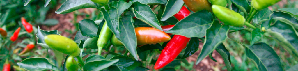 Get The Best Chilli Pepper Harvest - chillies