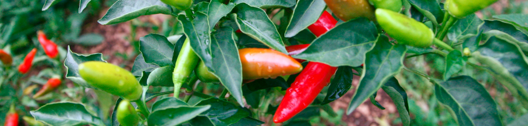 Bountiful chilli harvest