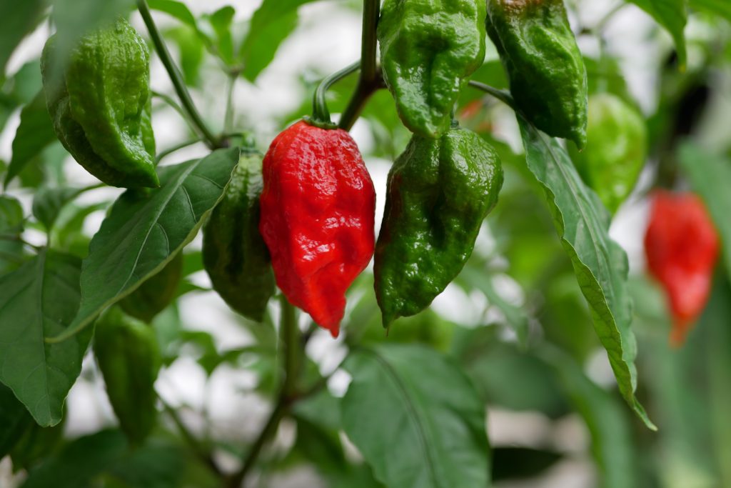 Hottest Chilli Pepper Rival: Bhut Jolokia