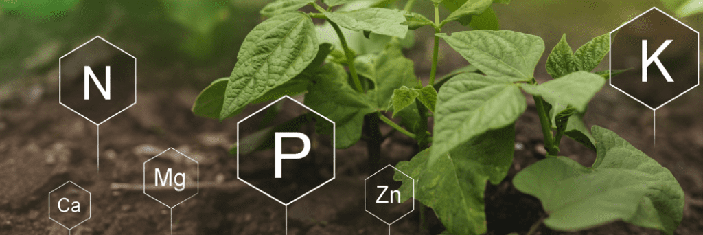 pH for growing chili peppers - plant growth