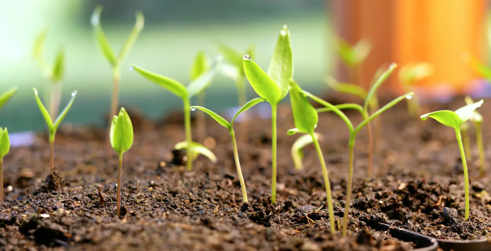 pepper seedlings