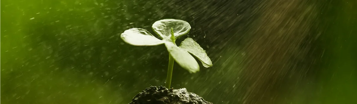 Watering practices for best pepper seed germination rates