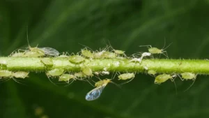 aphids on chilli plant