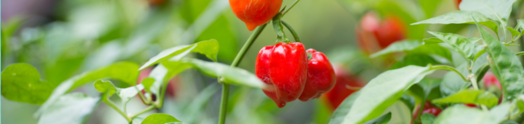 Growing Habanero Pepper Plants