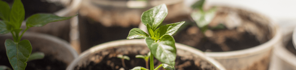 Growing Chillies In Limited Space