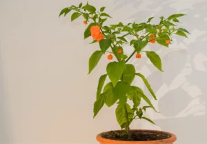 indoor habanero plant