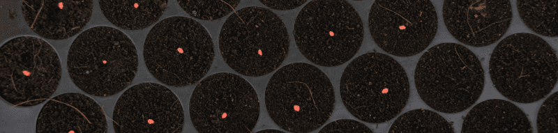 When To Plant Peppers - The Best Time 2 When To Plant Pepper Seeds - seed tray