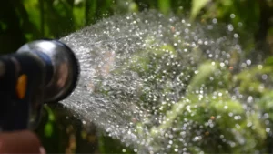 watering chilli plants