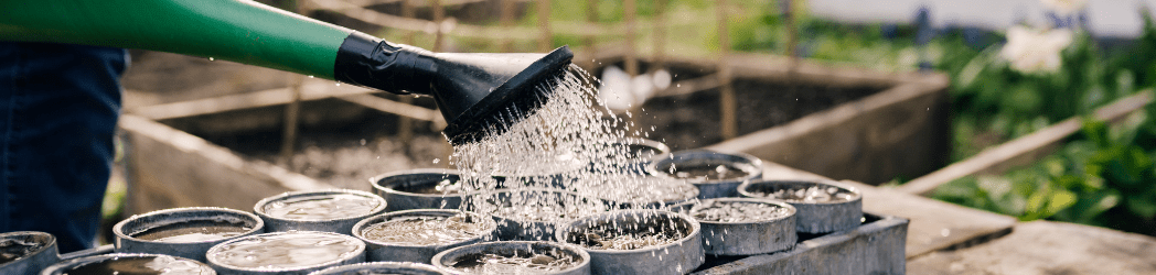 watering seed trays