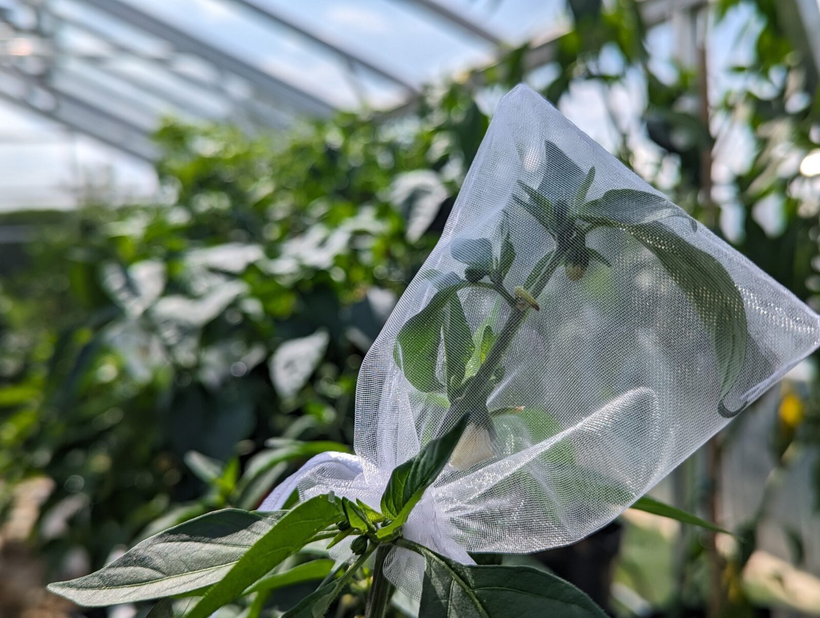 Isolate Chili Pepper Seeds for Seed Saving - Mesh Bag