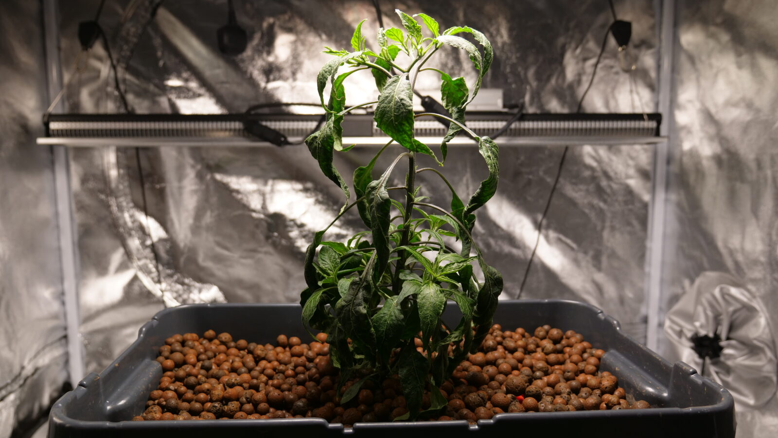 ebb and flood system with a chilli plant growing in hydroton