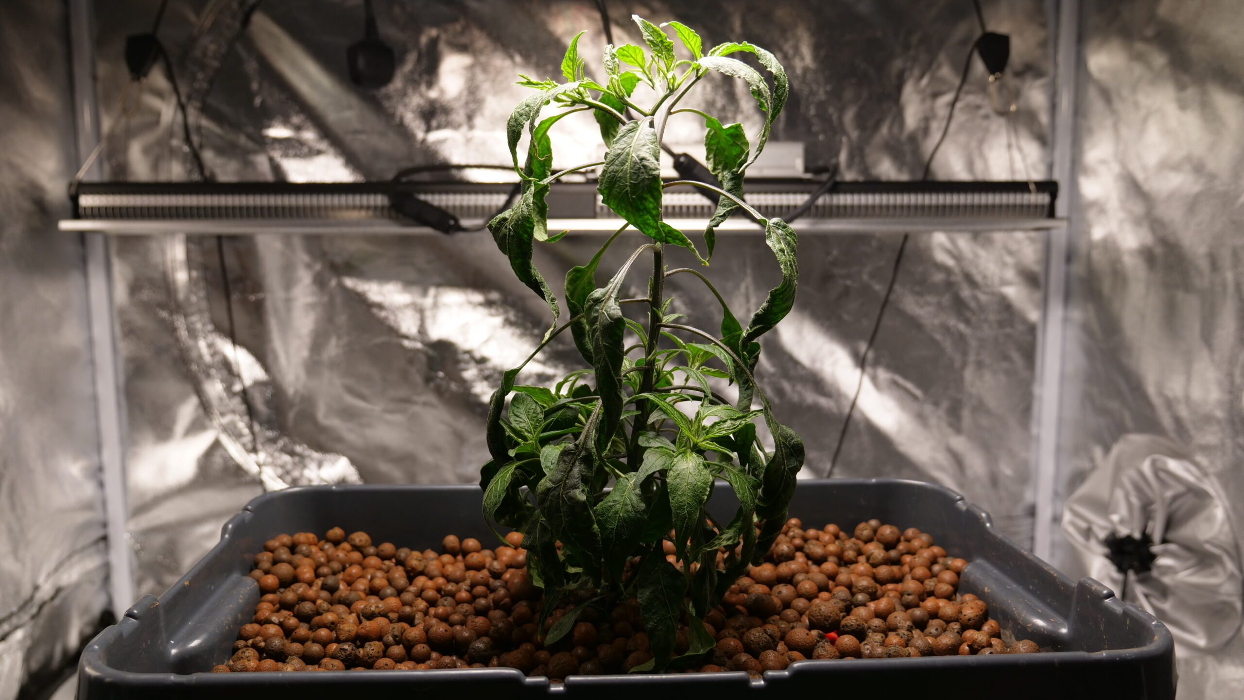 ebb and flood system with a chilli plant growing in hydroton scaled