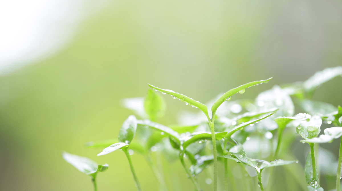 Moist chilli pepper seedlings