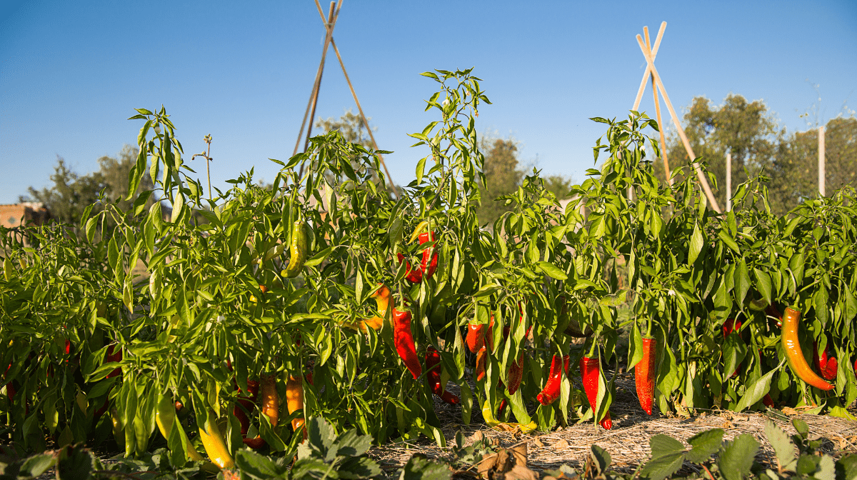 Growing chilli peppers outdoors