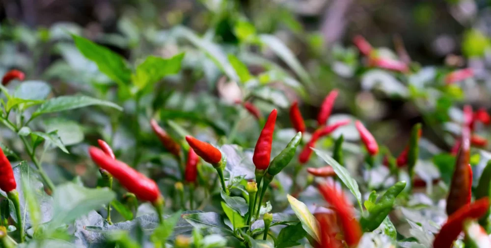 Piri Piri Chillies on the plant pointing upwards
