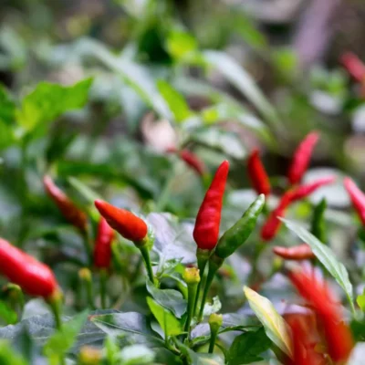 Piri Piri Chillies on the plant pointing upwards