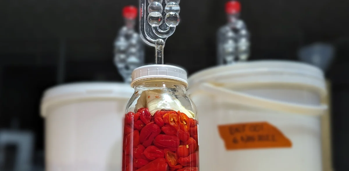 Fermenting containers holding red peppers with airlock