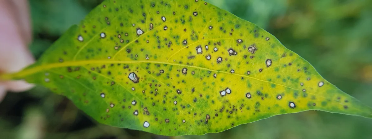 Diseased leaf with white spots